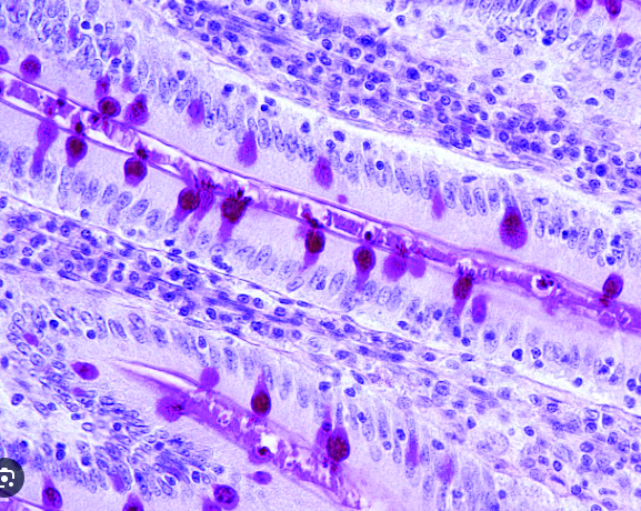 Corte histológico que muestra célula caliciforme secretora del mucus que permite dar estructura a la película lagrimal en la superficie ocular