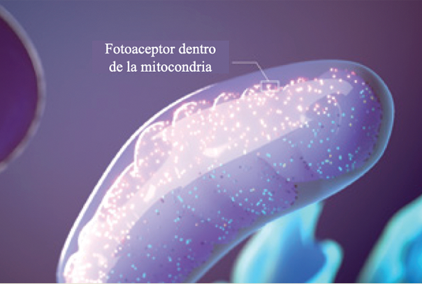 Figura 1. Fotoaceptor dentro de la Mitocondria. Autorización por parte de LumiThera, inc.